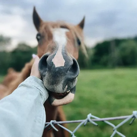 Апартаменты Carpe Diem Душники-Здруй
