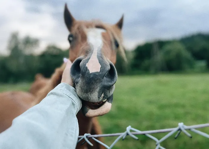 Апартаменты Carpe Diem Душники-Здруй
