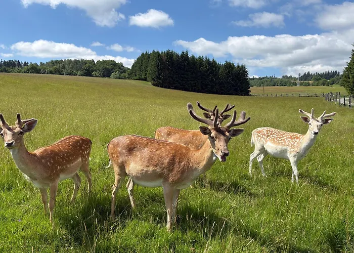 Апартаменты Carpe Diem Душники-Здруй
